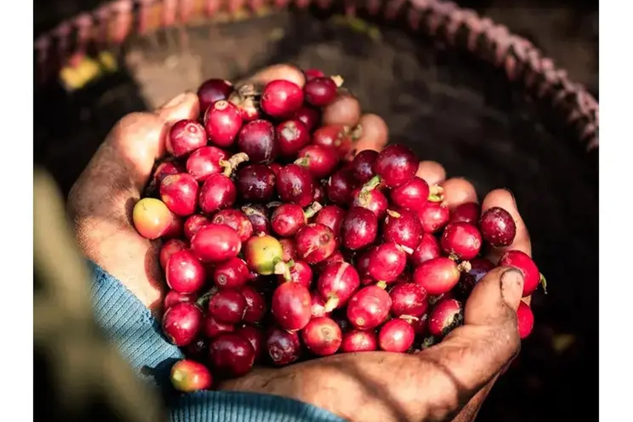 Pengalaman mengunjungi perkebunan kopi Asiri di Rijal Almaa